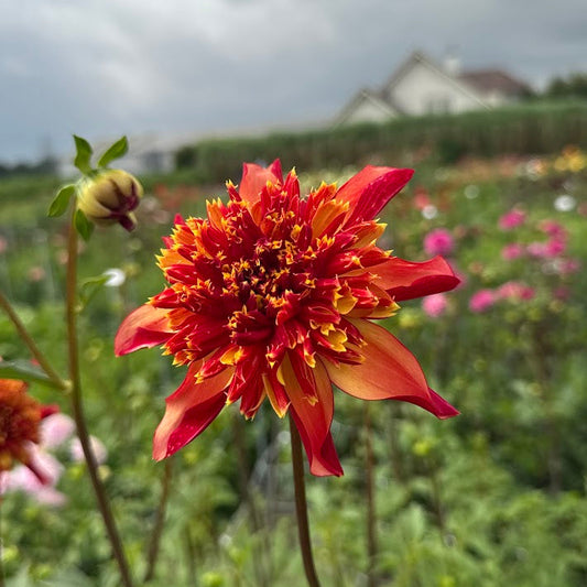 Dahlia Octopus Sparkle