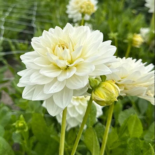 Dahlia White Swan