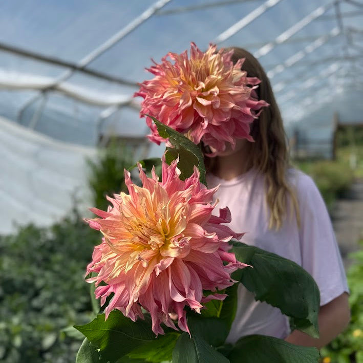 Dahlia Penhill Watermelon