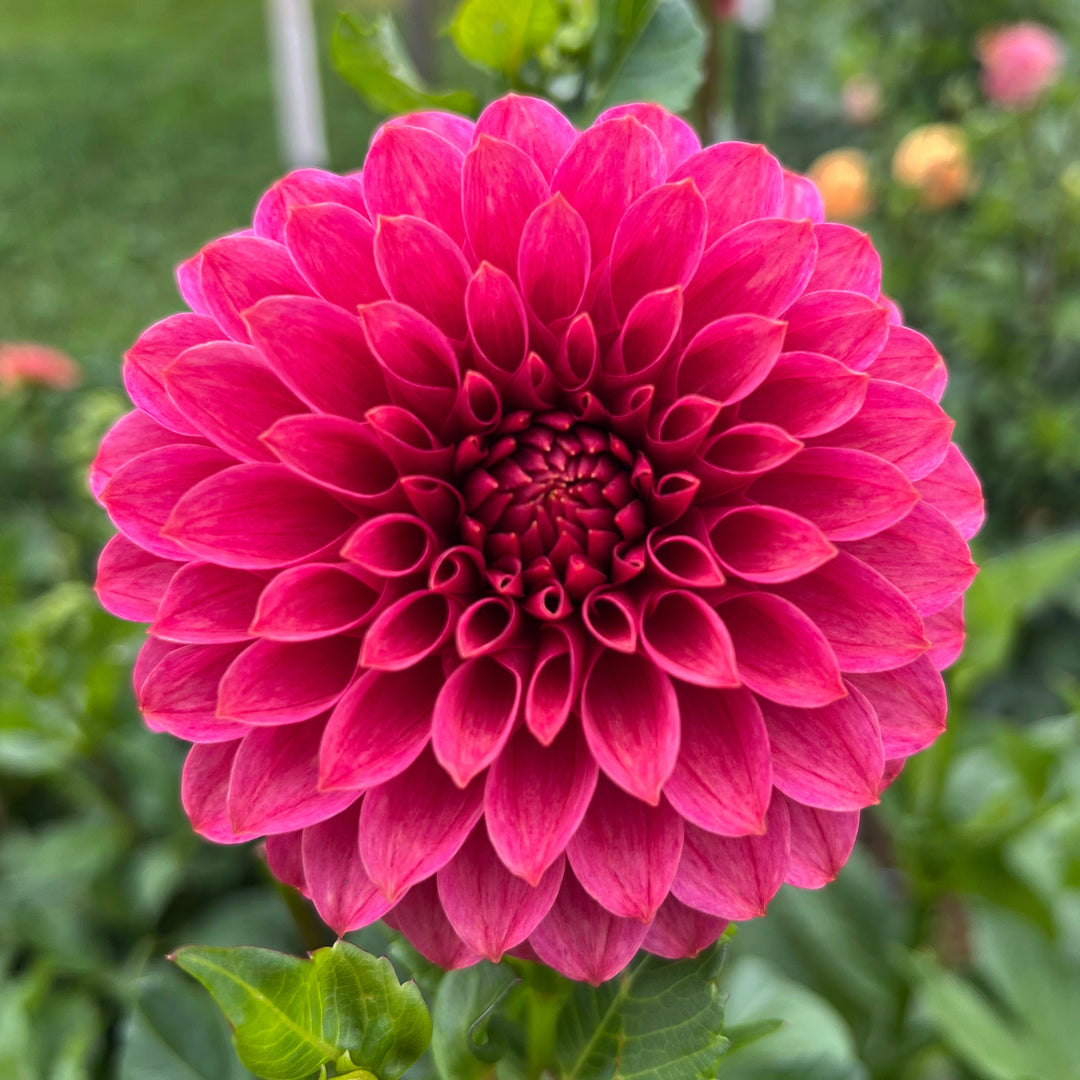 Dahlia KA&