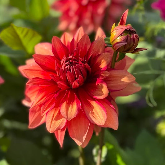 Dahlia Amarone