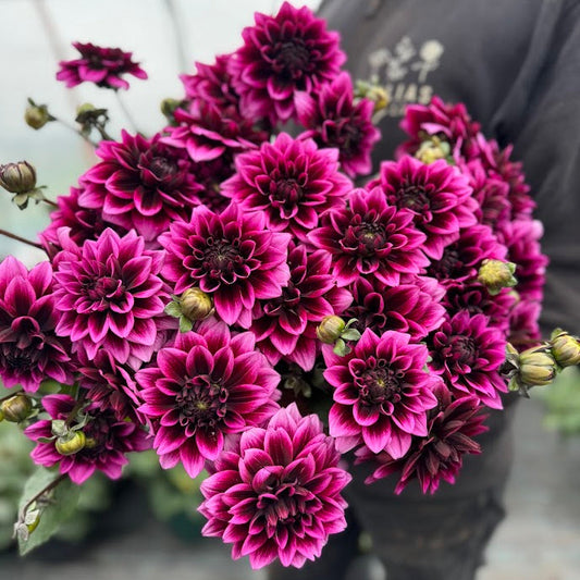 Dahlia Davina Michelle ®