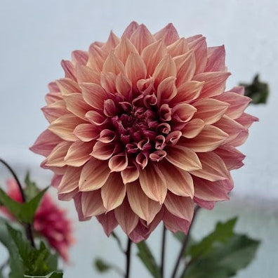 Dahlia Lovely Lovis LB-013