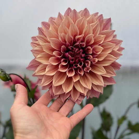 Dahlia Lovely Lovis LB-013