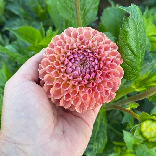 Dahlia Ghislaine (Cornel Antique)