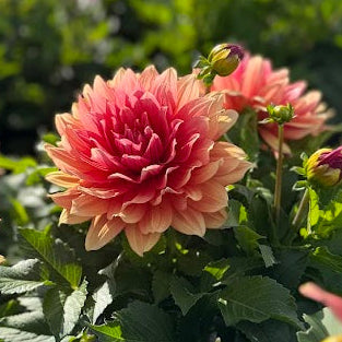 Dahlia Small Talk LB-108