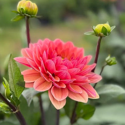 Dahlia Caviar&Bubbels Svenskodlad