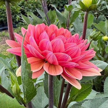 Dahlia Caviar&Bubbels Svenskodlad