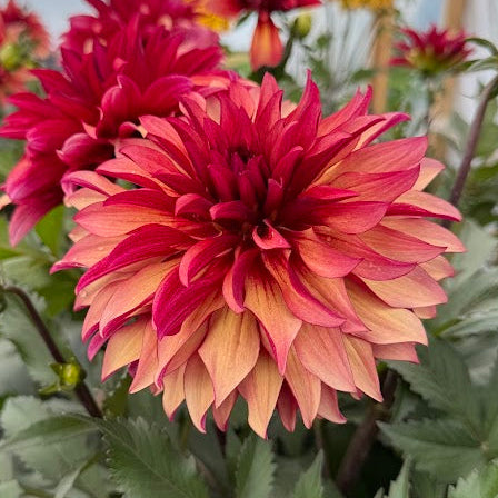 Dahlia Inferno