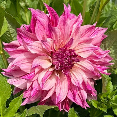 Dahlia 2 kvadrat Djup kärlek