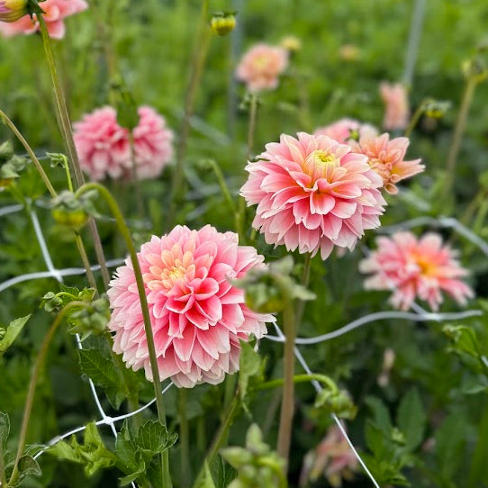 Dahlia Giovanna