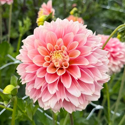 Dahlia Giovanna