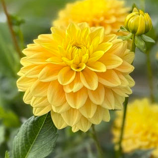 Dahlia Bocherell