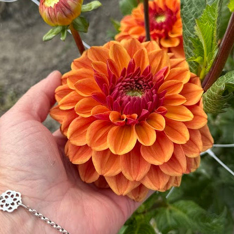 Dahlia Caramel
