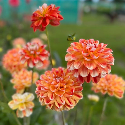 Dahlia Hapet Harmony