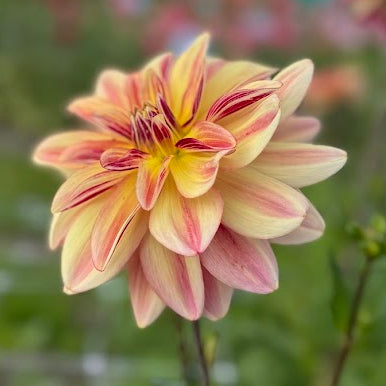 Dahlia Happy Butterfly