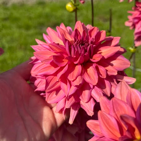 Dahlia Negroni Sunset