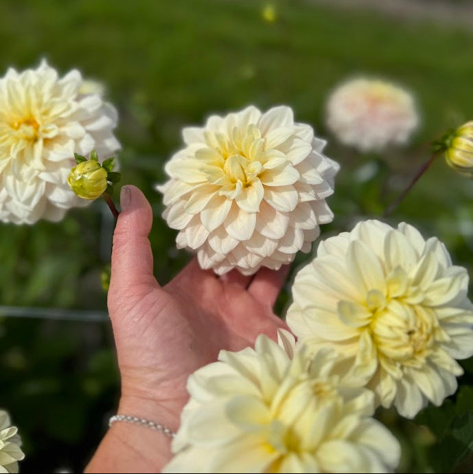 Dahlia White Cream