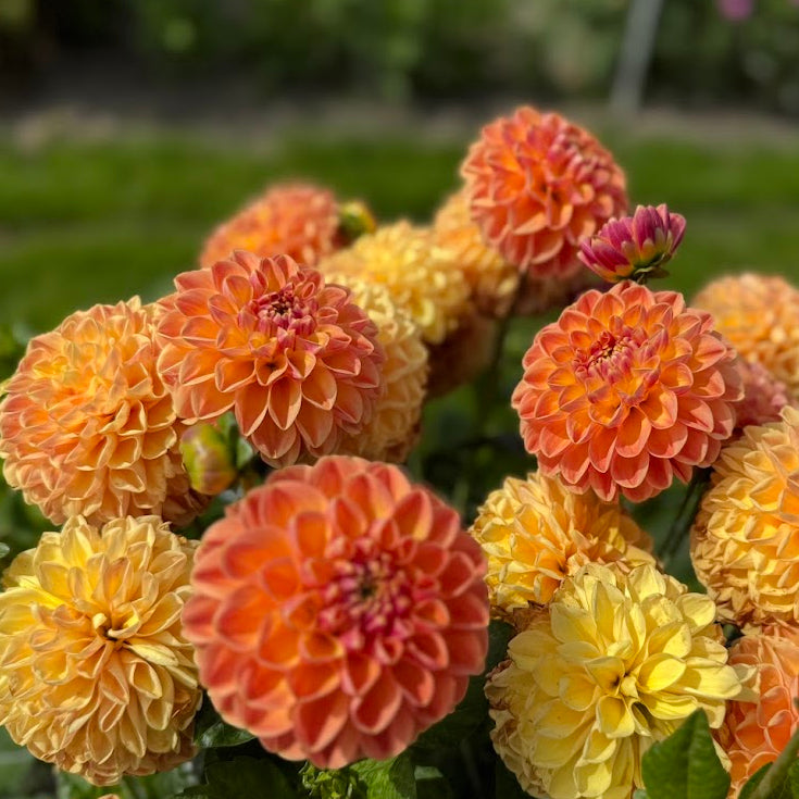 Dahlia Orange Cassini