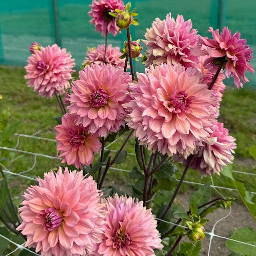 Dahlia La Belle Epoque