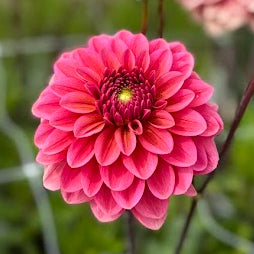 Dahlia Salmon Runner
