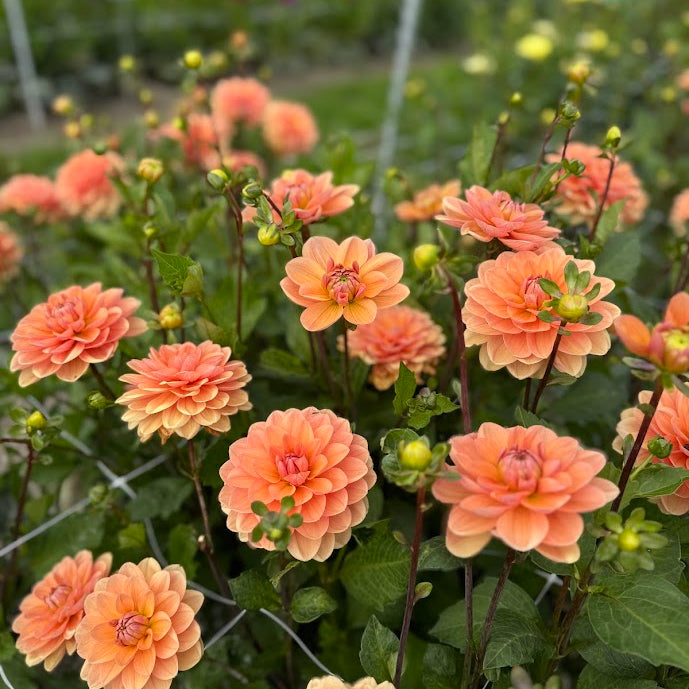 Dahlia Yelno Harmony
