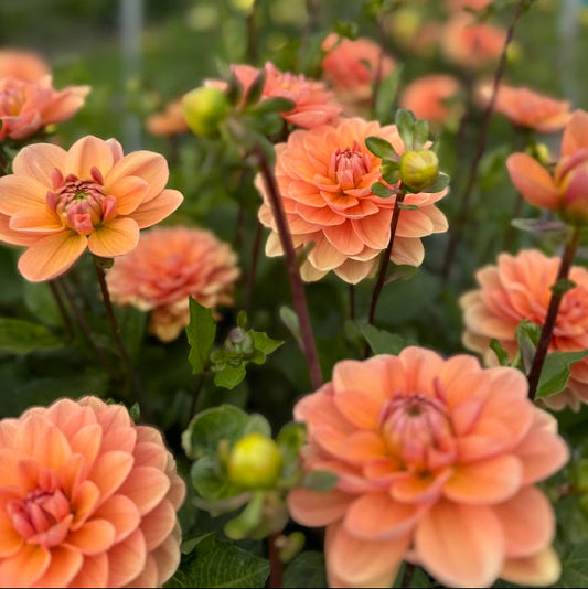 Dahlia Yelno Harmony