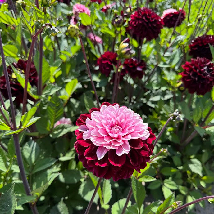 Dahlia Daria in Love