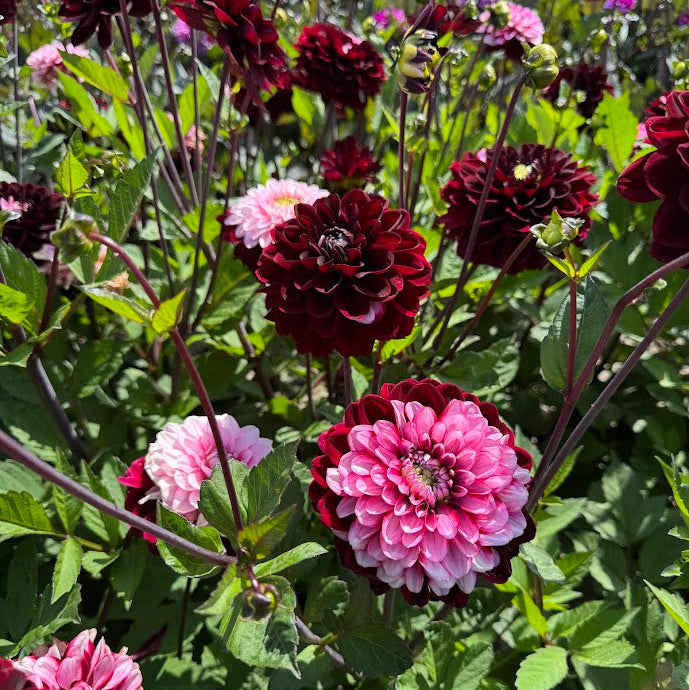 Dahlia Daria in Love