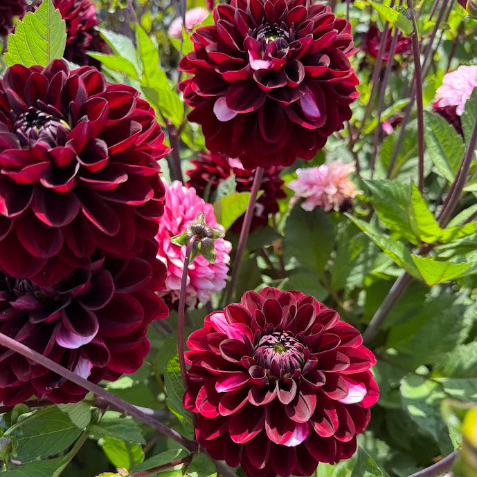 Dahlia Daria in Love
