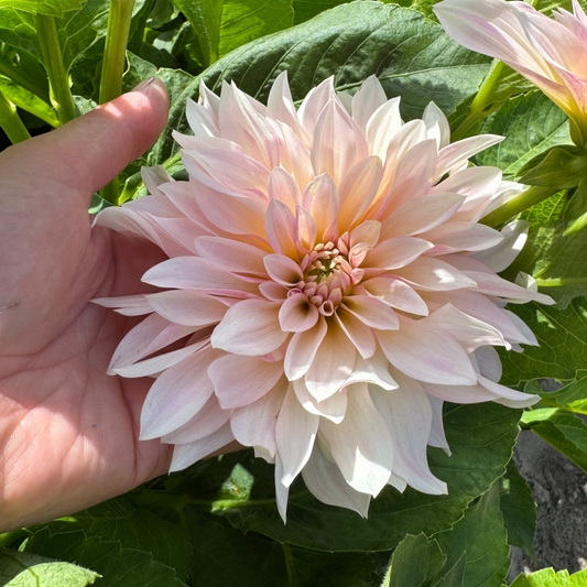 Dahlia Café au Lait mini Nyhet!