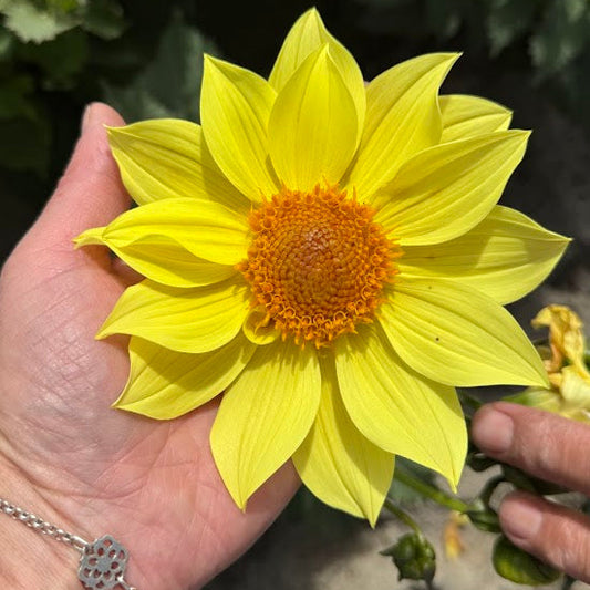 Dahlia Tournesol Nyhet!
