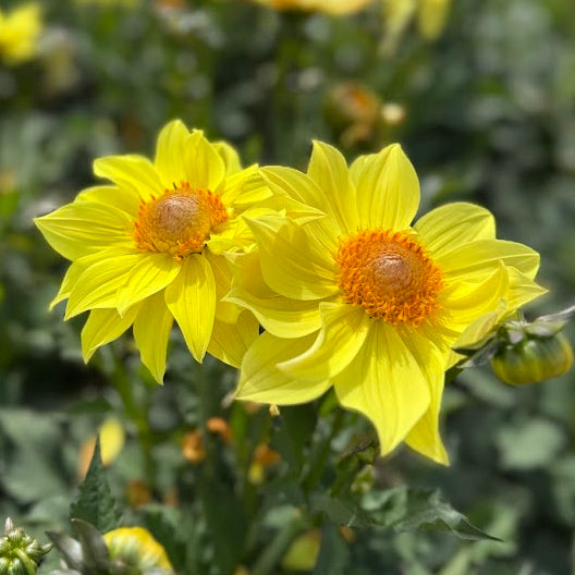 Dahlia Tournesol Nyhet!