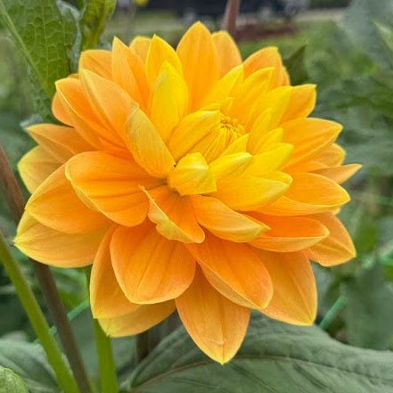 Dahlia Monet Glory Nyhet!