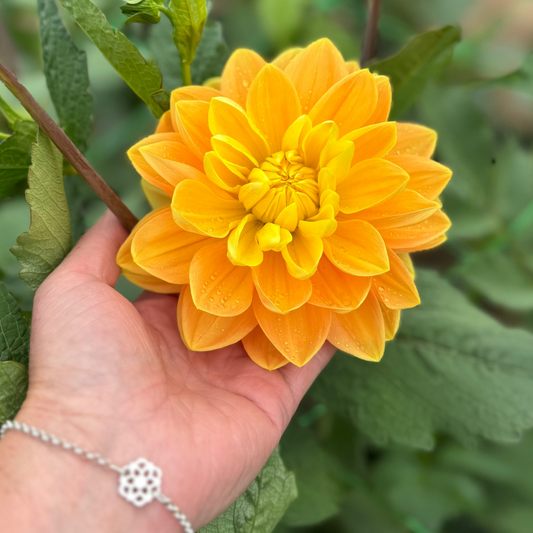 Dahlia Aladdins's Lamp Nyhet!