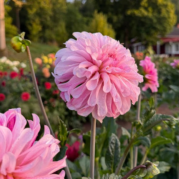 Dahlia Pydde Page LB-020