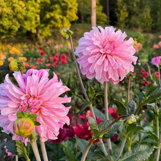 Dahlia Pydde Page LB-020