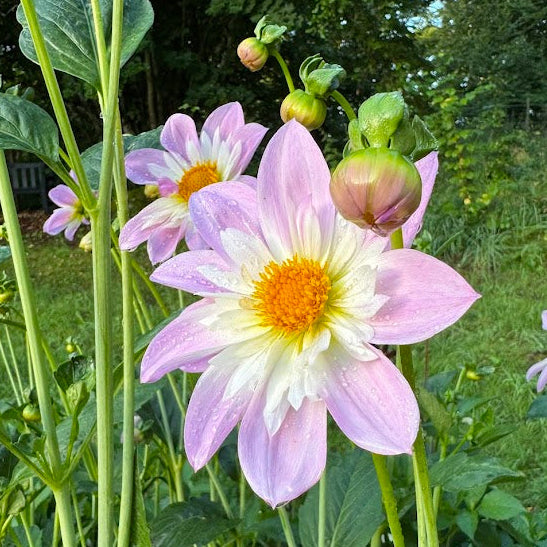 Dahlia Teesbrook Audrey