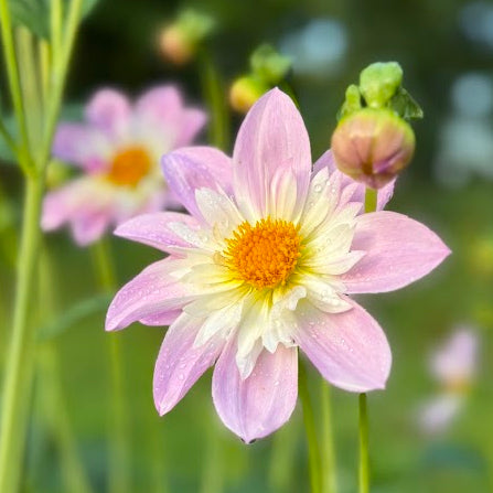 Dahlia Teesbrook Audrey