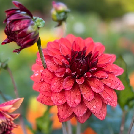 Dahlia Missis Miley