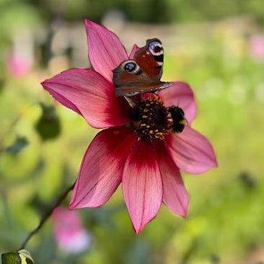 Dahlia 2 kvadrat Djup kärlek