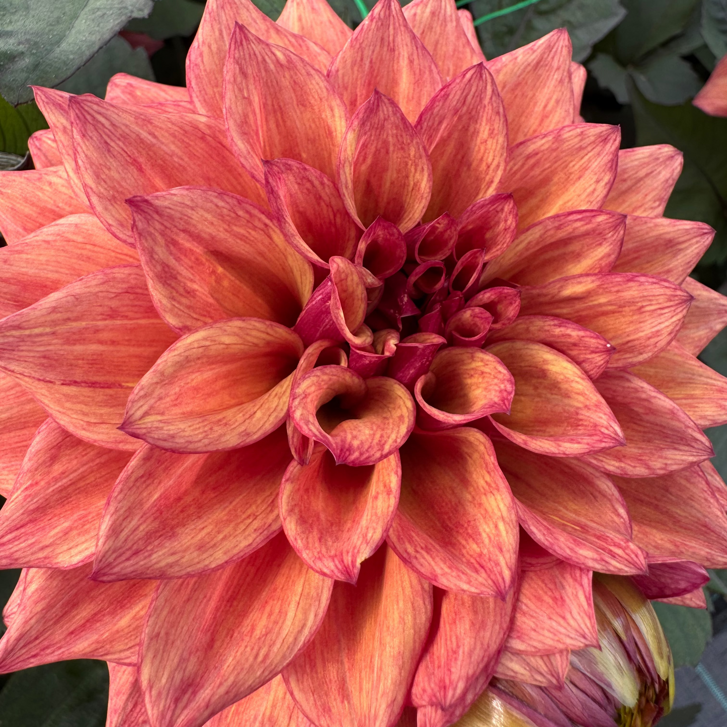 Dahlia DS 02 "Nora" Svenskodlad