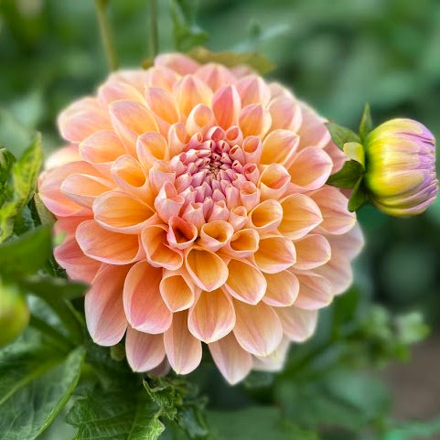 Dahlia Honey Dew