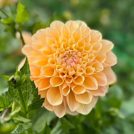 Dahlia Honey Dew