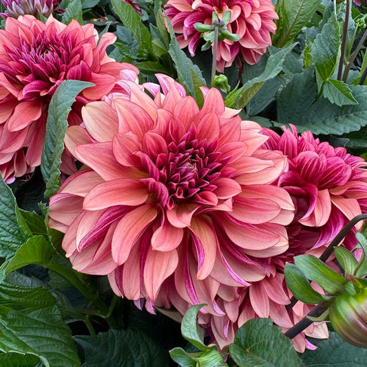 Dahlia Prince Charming Svenskodlad