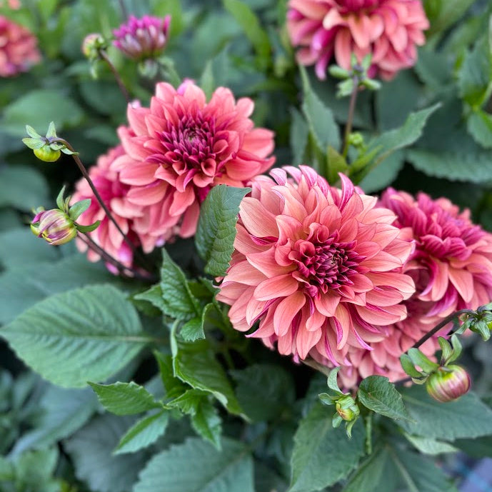Dahlia Prince Charming Svenskodlad