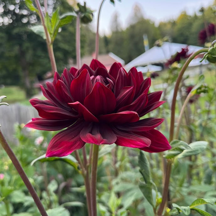 Dahlia Sam Hopkins
