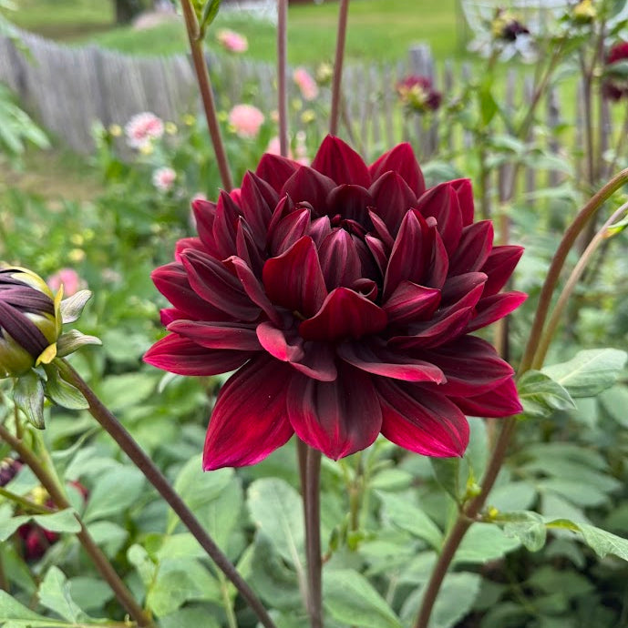 Dahlia Sam Hopkins