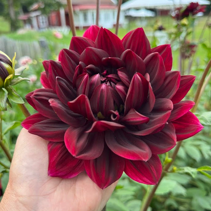 Dahlia Sam Hopkins