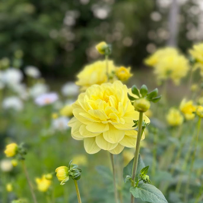 Dahlia Glory of Heemstede
